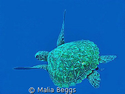 "Peacefully Gliding Green Sea Turtle"  Pescador Island, C... by Malia Beggs 